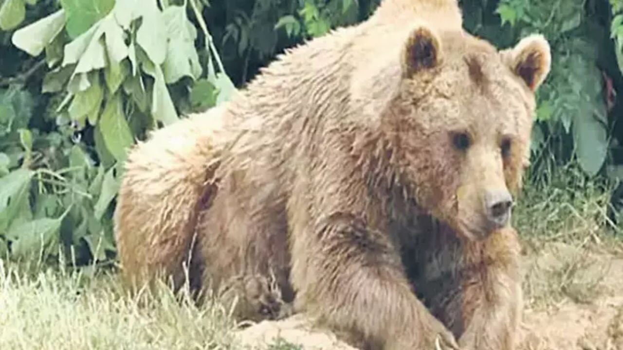 bursa karacabeyde mahalleli uc gundur uykusuz OS5CbNT3