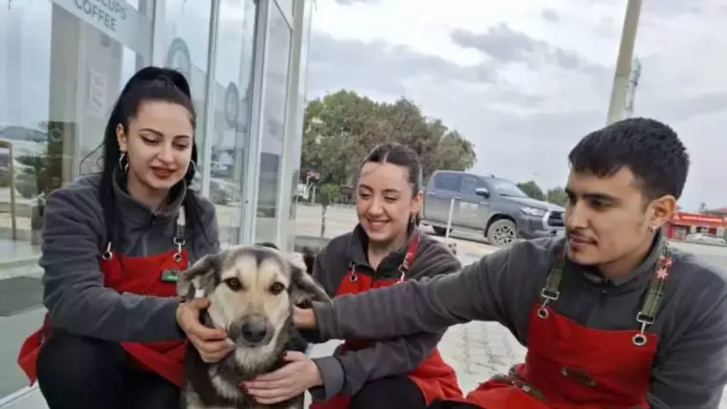 sokak kopeklerinin yagmurlu havada girdigi kafe yasam alanlari oldu 4lLUNVj2