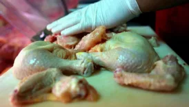 salmonella tehlikesine karsi asi hamlesi iKBYR473