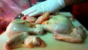 salmonella tehlikesine karsi asi hamlesi iKBYR473