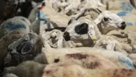 tarim ve orman bakanligindan dev proje yYaHqxyj