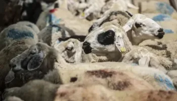 tarim ve orman bakanligindan dev proje yYaHqxyj