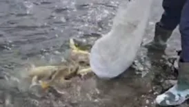 aras nehrinde balik olumleri artiyor Jn9lmpO8