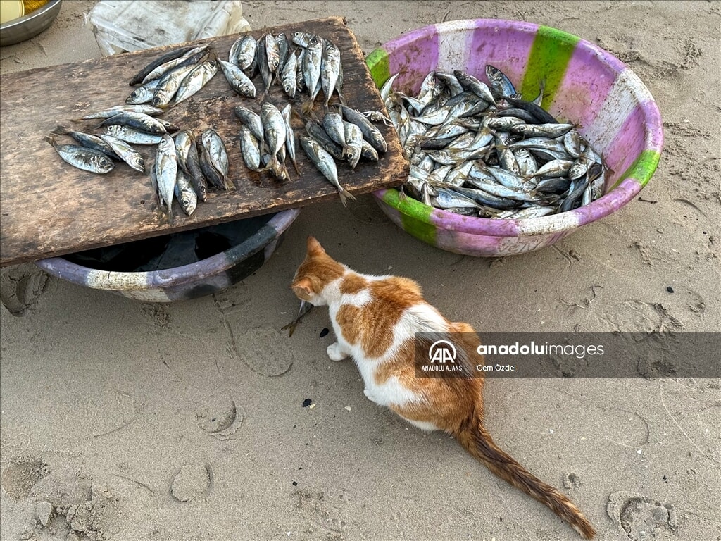bati afrikada balikcilik zengin deniz kaynaklariyla gecim kaynagi 2