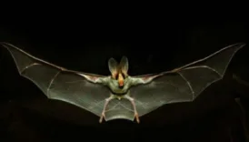 cinde yeni koronavirus kesfedildi PHFpDj4B
