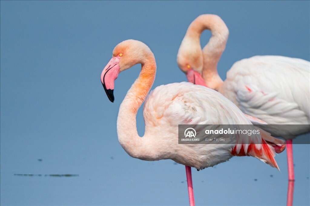 gediz deltasinda buyuleyici manzara flamingolar izmiri renklendirdi 0 6M85P9vj