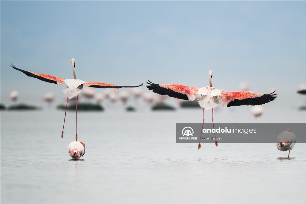 gediz deltasinda buyuleyici manzara flamingolar izmiri renklendirdi 4 PRV8h1dO
