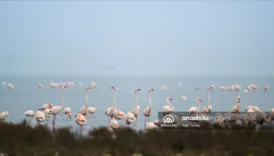 gediz deltasinda buyuleyici manzara flamingolar izmiri renklendirdi Wr3EgU7P