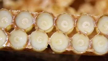 her derde deva ari sutu 10 maddede ari sutu QKVwfM5B