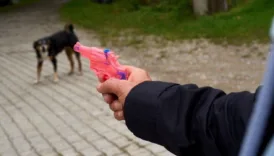 isvicreli siyasetciye su tabancasi cezasi PNCEMgAd