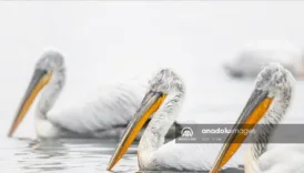 izmirin gediz deltasi tepeli pelikanlarin yeni yuvasi eZwcxqmG