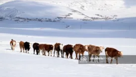 kar soguk ve aclik agridaki besicilerin zorlu hayatta kalma savasi TlQBXuj6