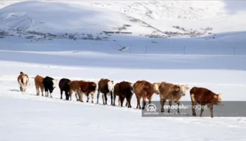 kar soguk ve aclik agridaki besicilerin zorlu hayatta kalma savasi TlQBXuj6