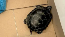ucak yolcusunun pantolonundan cikan kaplumbaga sasirtti G9iP8SEC