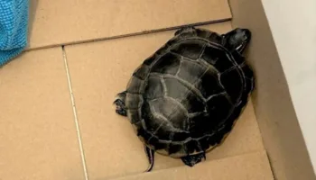 ucak yolcusunun pantolonundan cikan kaplumbaga sasirtti G9iP8SEC