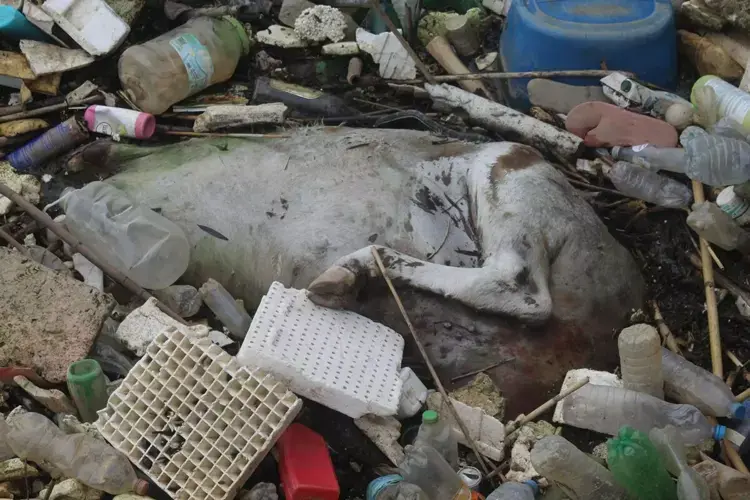 zeytinyagi fabrikalari kirlilige sebep oluyor buyuk menderes nehrinde felaket 2 wDApzpJ3