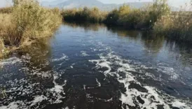zeytinyagi fabrikalari kirlilige sebep oluyor buyuk menderes nehrinde felaket X3FzxauW