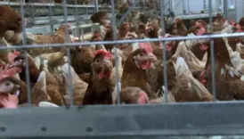 1000 tavuklu ciftlik kurmak karli mi iste detayli hesaplama KLWgSXvF