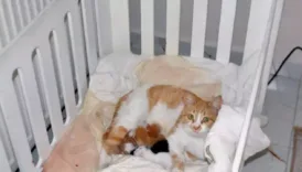 acik pencereden eve giren kedi bebek besiginde dogurdu y3aJLThO