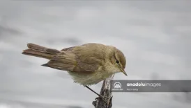 ankaranin kizilcahamam ilcesinde civgin kusu kesfedildi N3k1TjPp