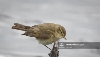 ankaranin kizilcahamam ilcesinde civgin kusu kesfedildi N3k1TjPp