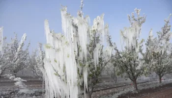 bakan yumaklidan zirai don hasarlarina iliskin aciklama 5Rdbqg6l