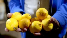 bakanliktan limon satisina mudahale 4ixjDAYH