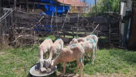 basibos kopeklerin saldirdigi koyun surusunun yarisi telef oldu w7N5CeeT