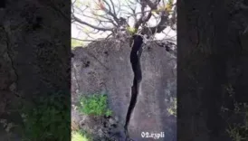 bir agacin sabri devasa kayayi ikiye ayirdi iN7YEPYp