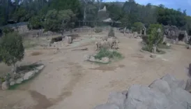 deprem aninda fillerin uyari cemberi dikkat cekti Qv8BeBAL