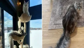 dunyanin en uzun kuyruklu kedisi Oc2HOqv1