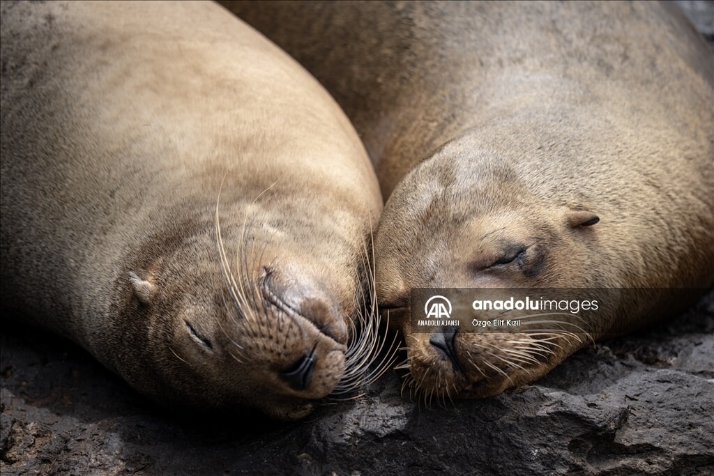 gizemli ekosistem galapagos adalarinin kesfedilmemis yuzu 2 B5RBmwCF