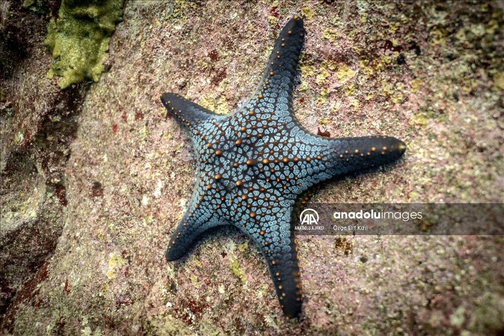 gizemli ekosistem galapagos adalarinin kesfedilmemis yuzu 3 T7y3T75c