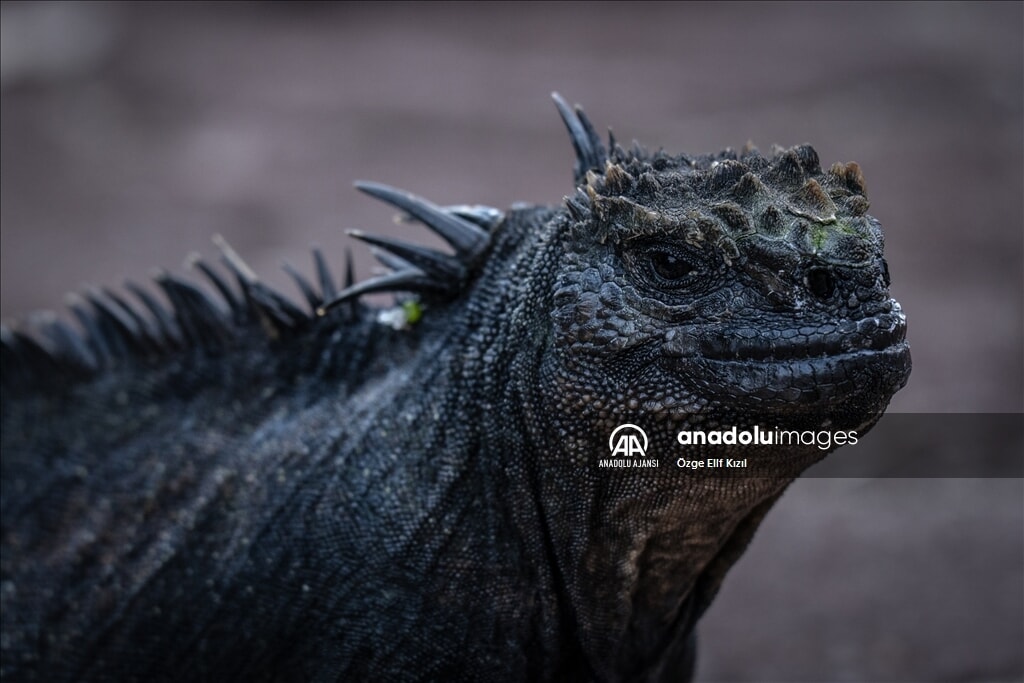 gizemli ekosistem galapagos adalarinin kesfedilmemis yuzu 5