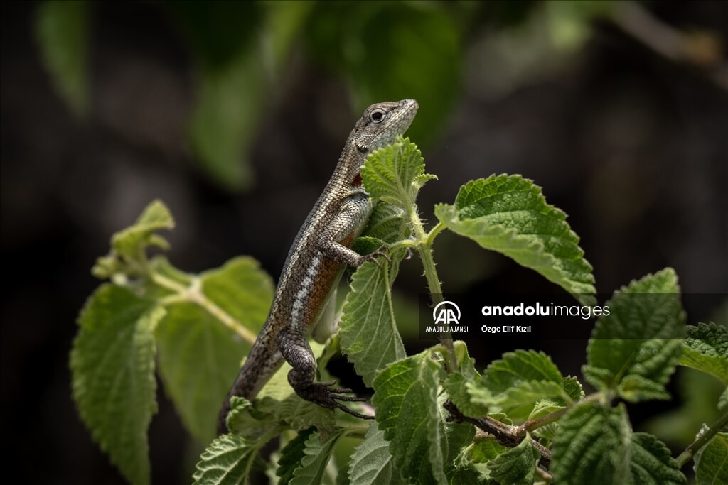 gizemli ekosistem galapagos adalarinin kesfedilmemis yuzu 6 lmWRb5Da
