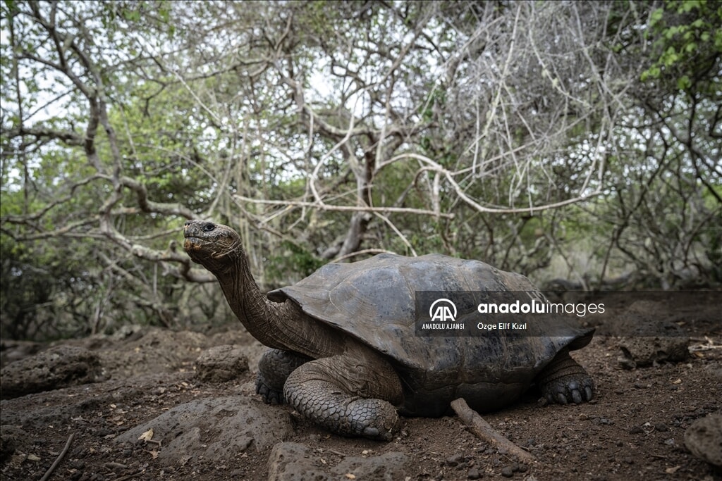 gizemli ekosistem galapagos adalarinin kesfedilmemis yuzu 7 8UJ6BWOd