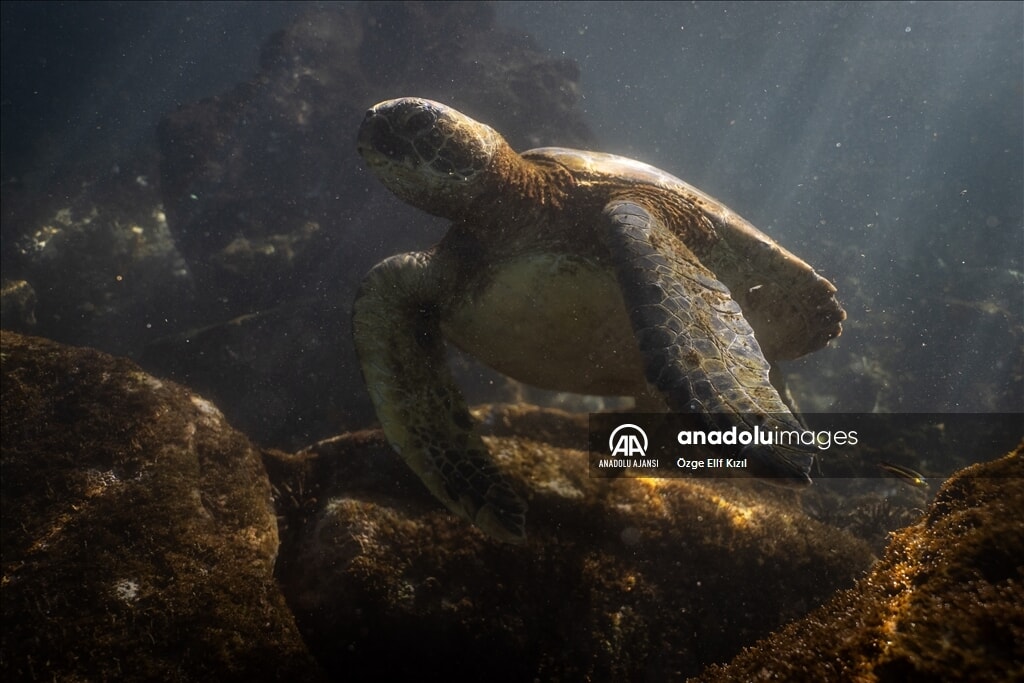 gizemli ekosistem galapagos adalarinin kesfedilmemis yuzu 9 DnwLMMZY