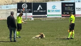 hakem sahaya giren kopegi kirmizi kart gosterip disari cikardi v46MjGcA