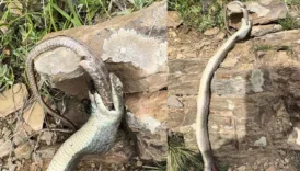 hakkaride yilan baska bir yilani yerken goruntulendi FAyEzpD9
