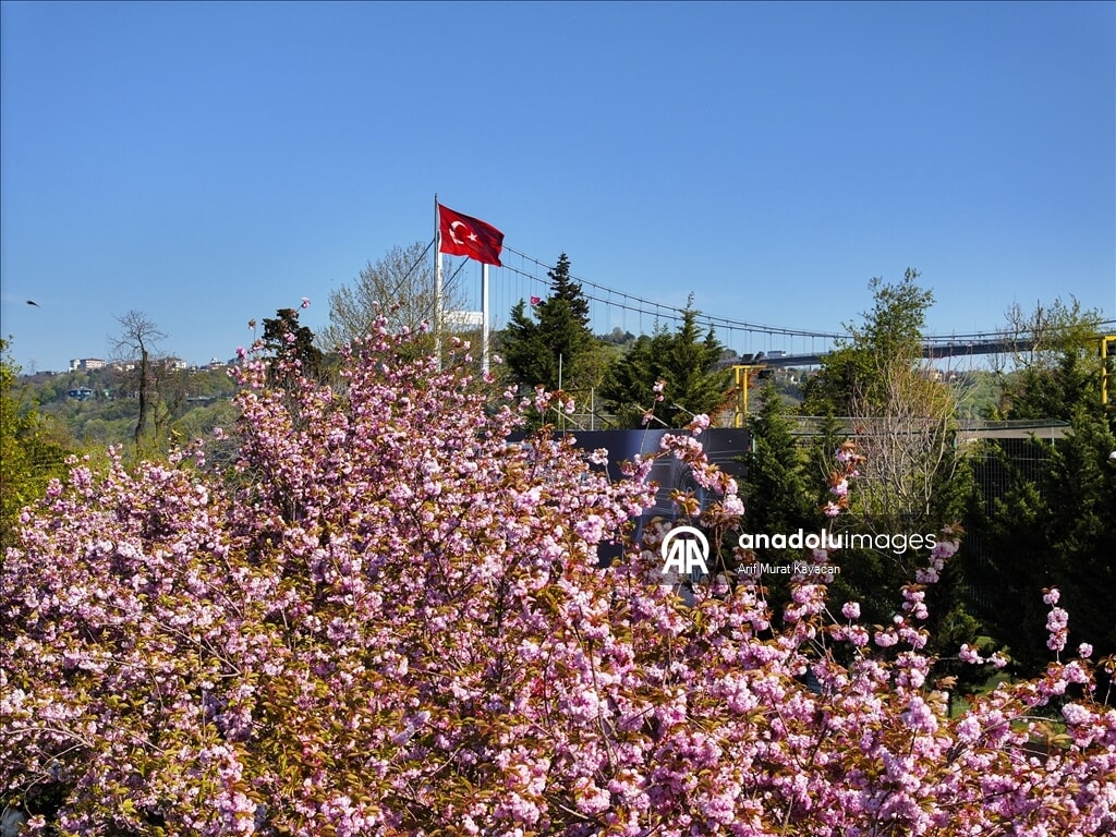 istanbulda baharin sembolu sakuralar gorsel solen sunuyor 0