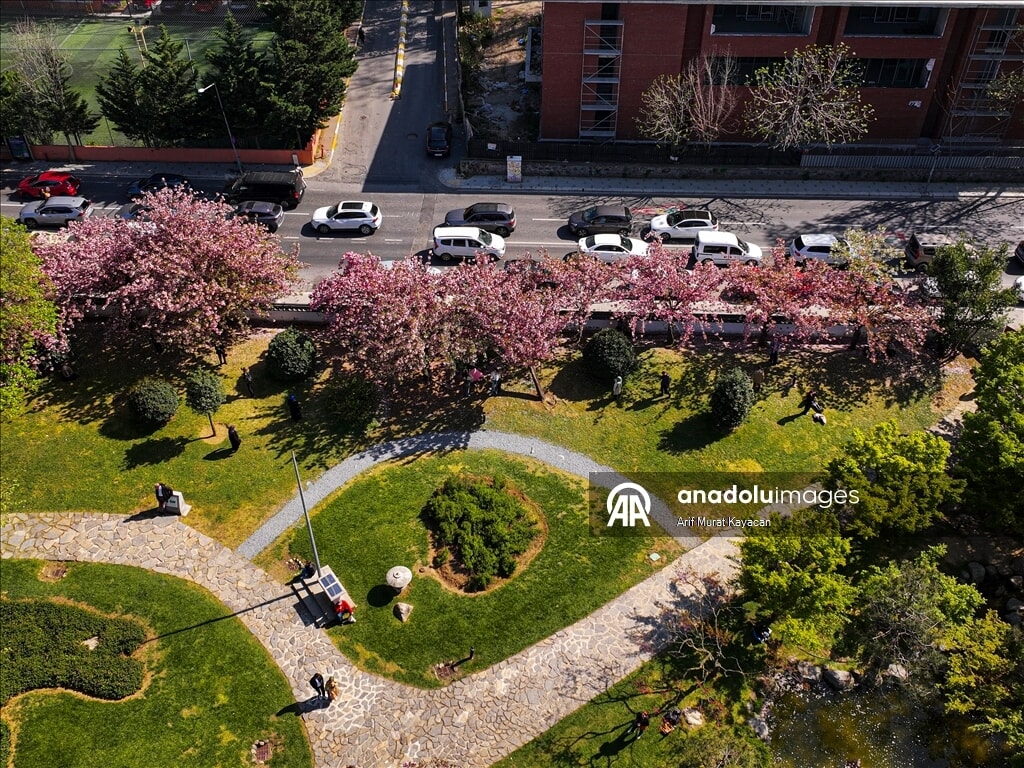 istanbulda baharin sembolu sakuralar gorsel solen sunuyor 2