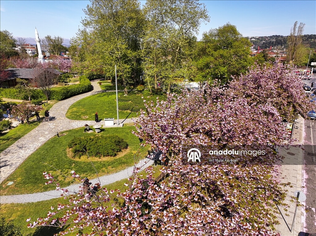 istanbulda baharin sembolu sakuralar gorsel solen sunuyor 3 7nJrUJf6