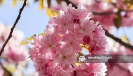 istanbulda baharin sembolu sakuralar gorsel solen sunuyor AKFiX3TY