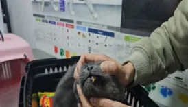 kediye altindan dis yapildi JpeWPfgP