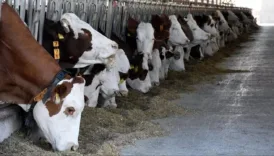kurban bayrami oncesi flas karar hayvan tasimada yeni kurallar jwxRT9mN