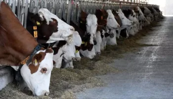 kurban bayrami oncesi flas karar hayvan tasimada yeni kurallar jwxRT9mN