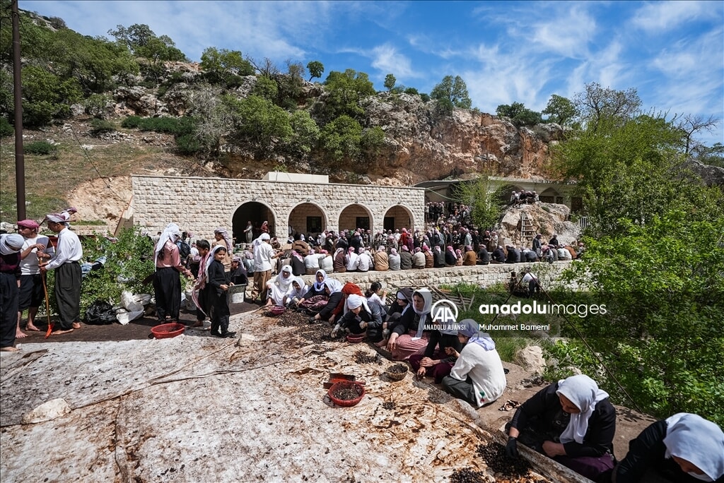 lales tapinaginda 300 gonullu ile zeytin hasadi manevi bir etkinlik 2 PvGgrpnd