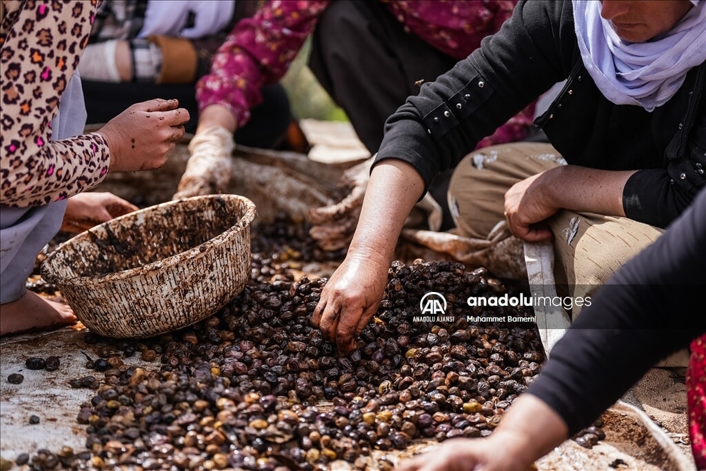 lales tapinaginda 300 gonullu ile zeytin hasadi manevi bir etkinlik 4