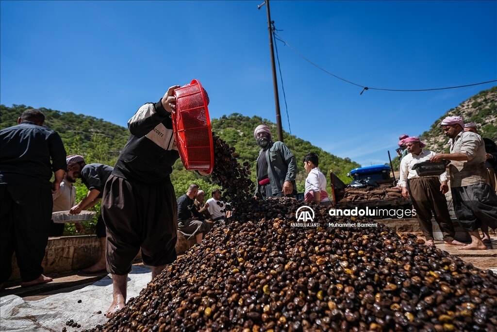 lales tapinaginda 300 gonullu ile zeytin hasadi manevi bir etkinlik 7 ERq54Yzp