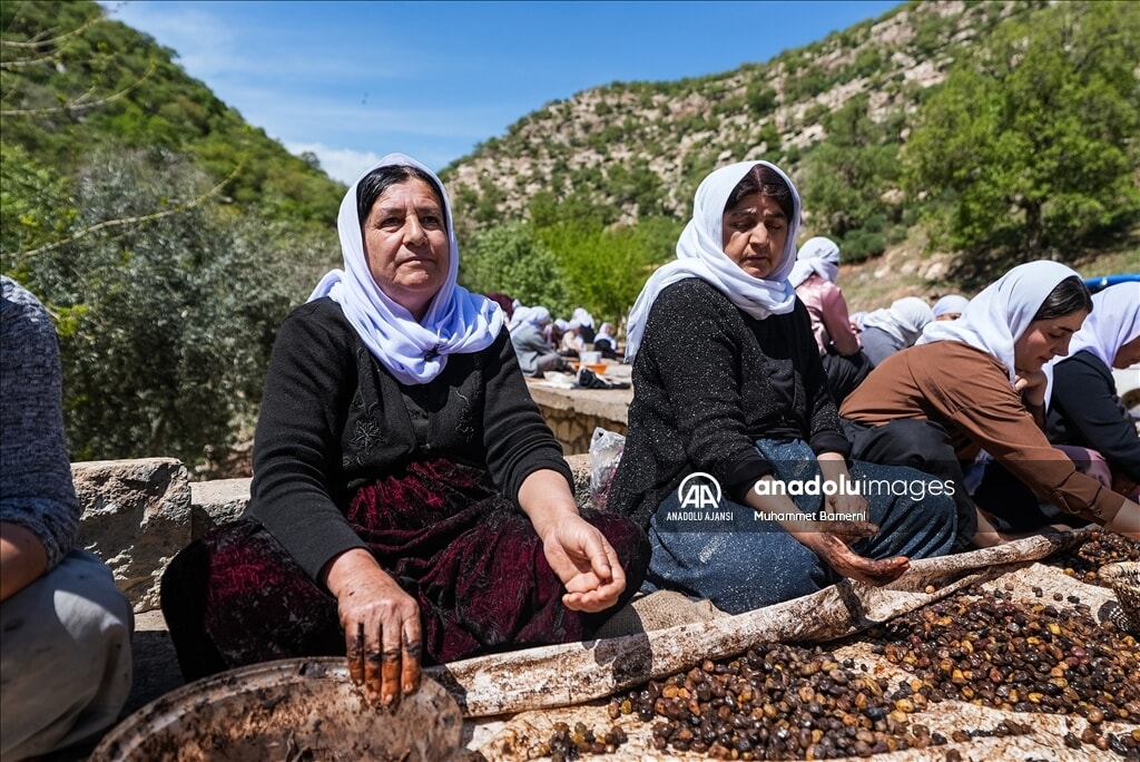 lales tapinaginda 300 gonullu ile zeytin hasadi manevi bir etkinlik 8 cydsJk5n